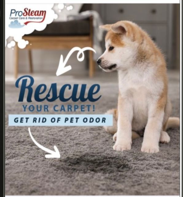 A puppy sitting on a carpet with the words rescue your carpet