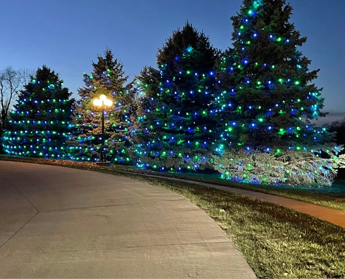 Coniferous trees adorned with blue and green holiday lights at twilight, next to a paved path and a lamppost.