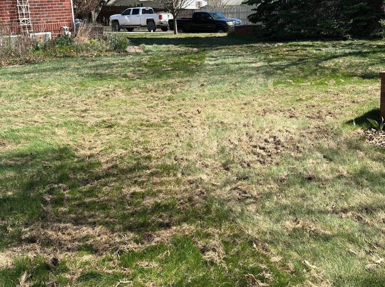 Patchy grassy yard with a parked white truck in the background near a brick house.