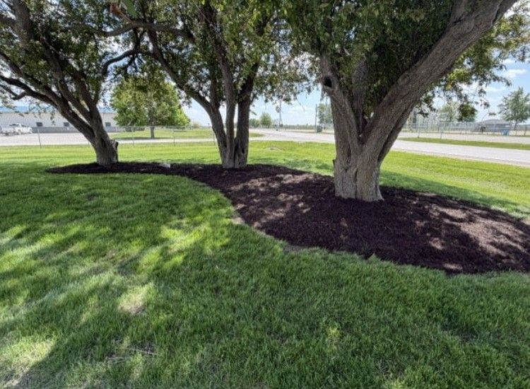 Trees in a grassy park with dark mulch beds and a road in the background
