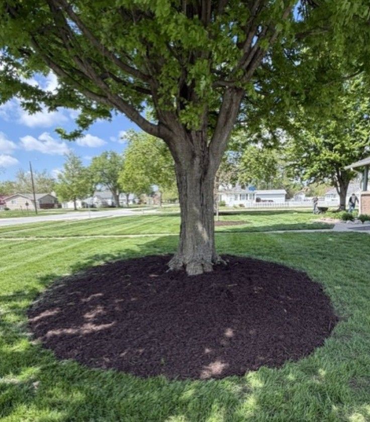 Large tree in a grassy park with a dark mulch ring around its base.
