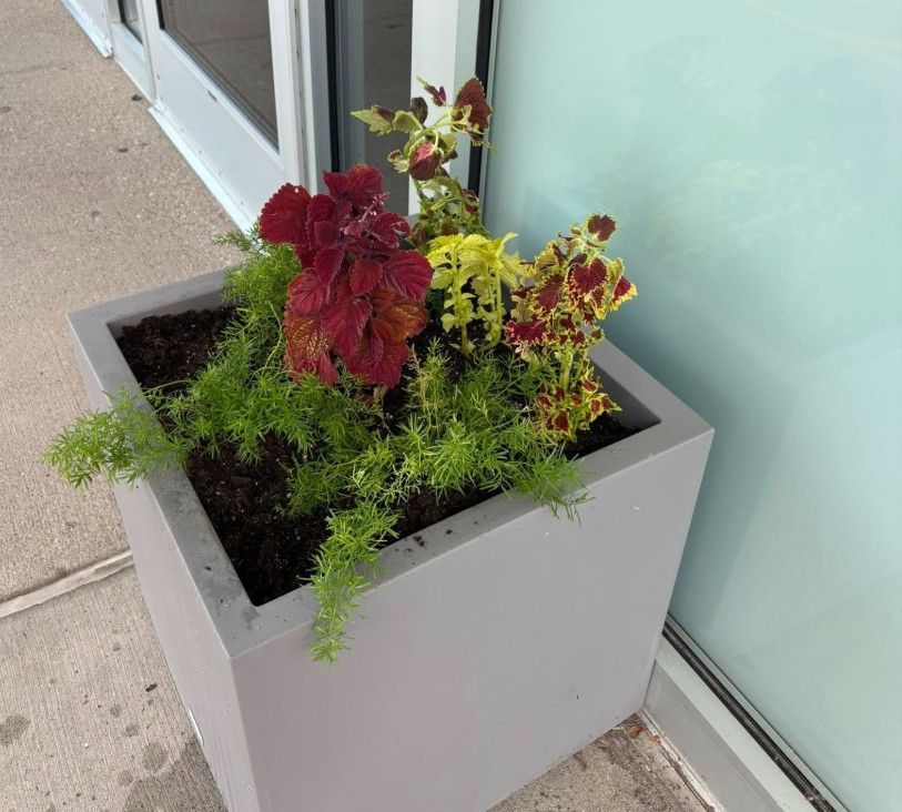 A square concrete planter filled with colorful coleus and green foliage sits next to a glass wall.