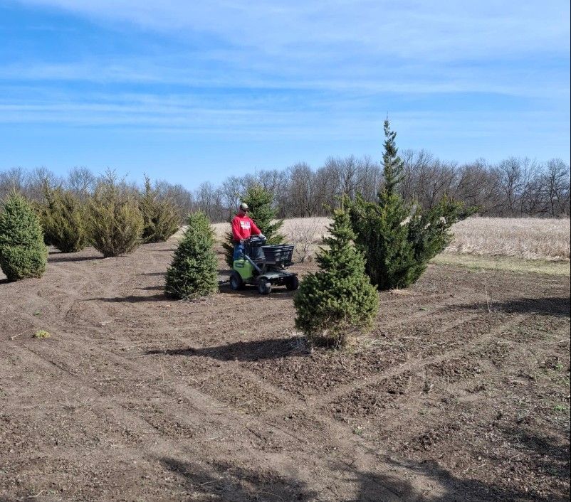 A person operating a lawnmower in a field with young evergreen trees under a blue sky.