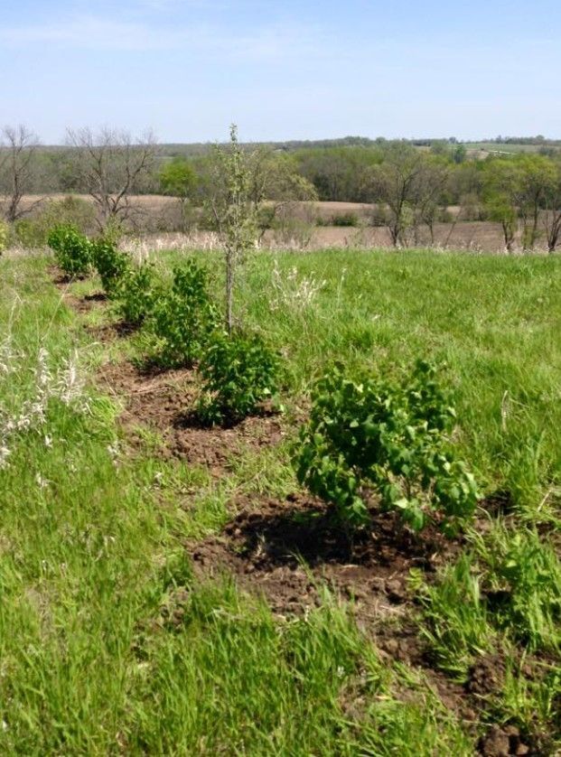 A row of young green saplings planted in freshly tilled soil in a large, sunny grassy field under a clear blue sky.