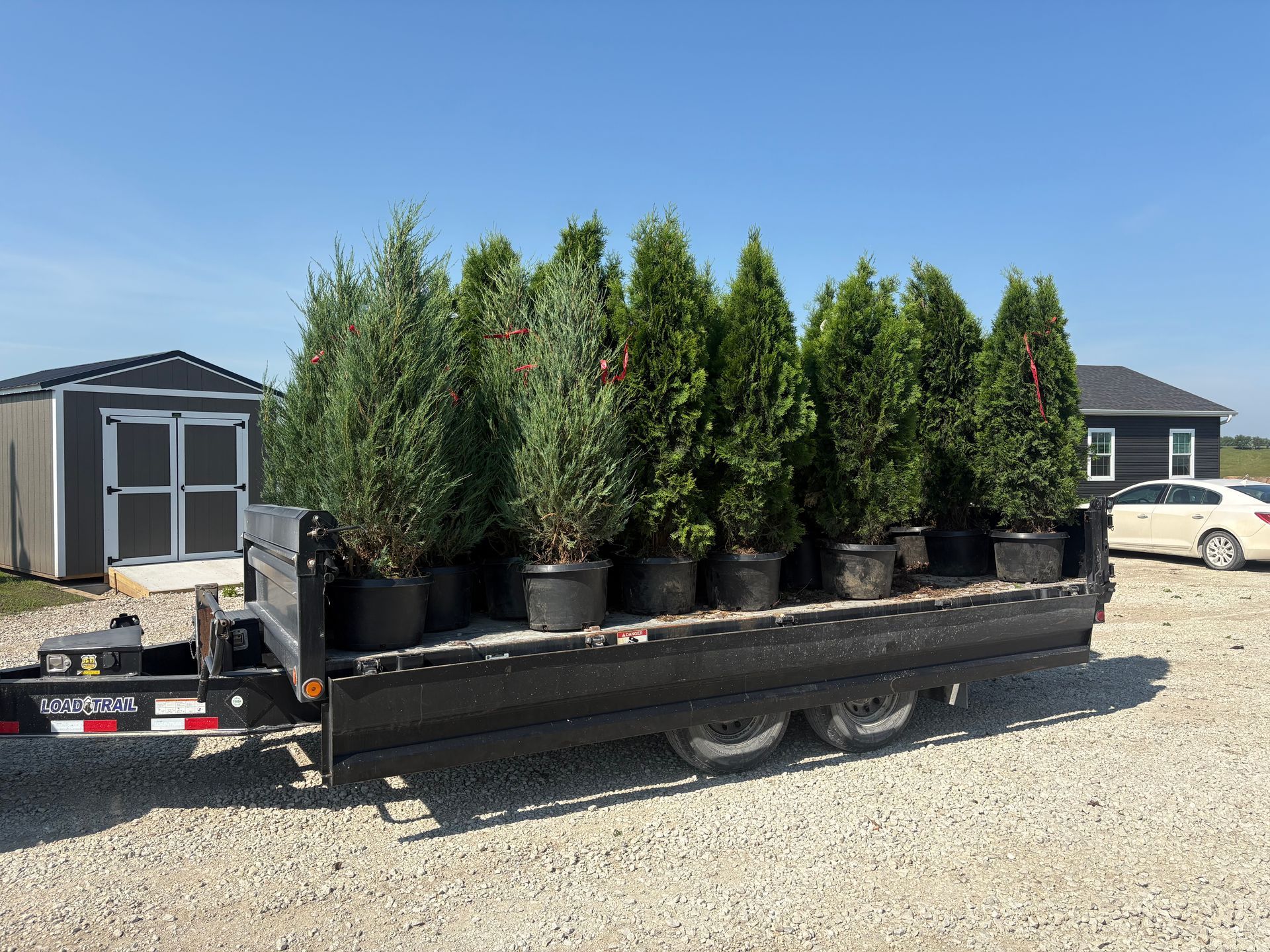Flatbed trailer loaded with potted evergreen shrubs in a gravel lot under a blue sky
