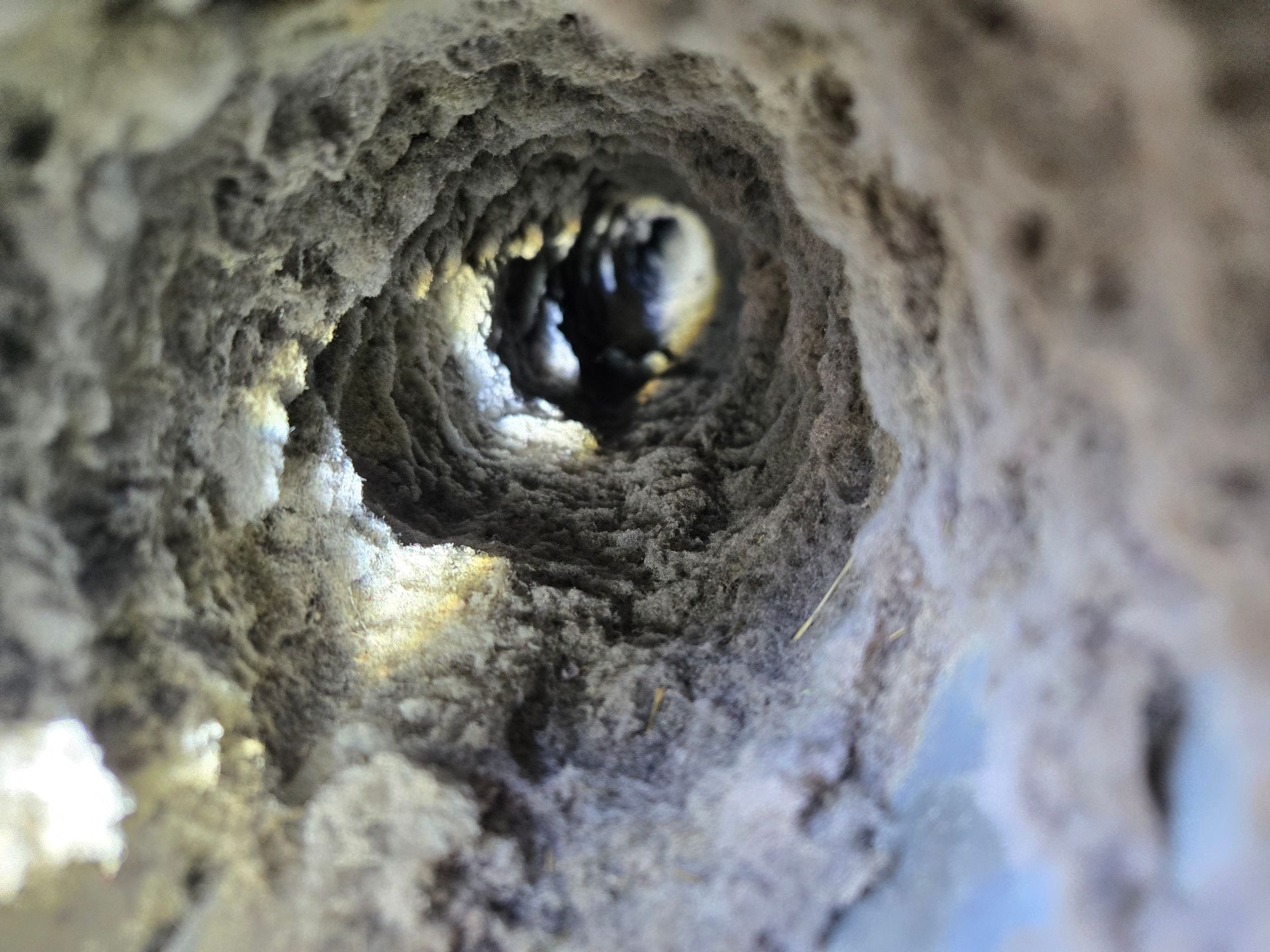 Close-up view of a lint-filled dryer vent, showing a tunnel-like passage with gray debris.