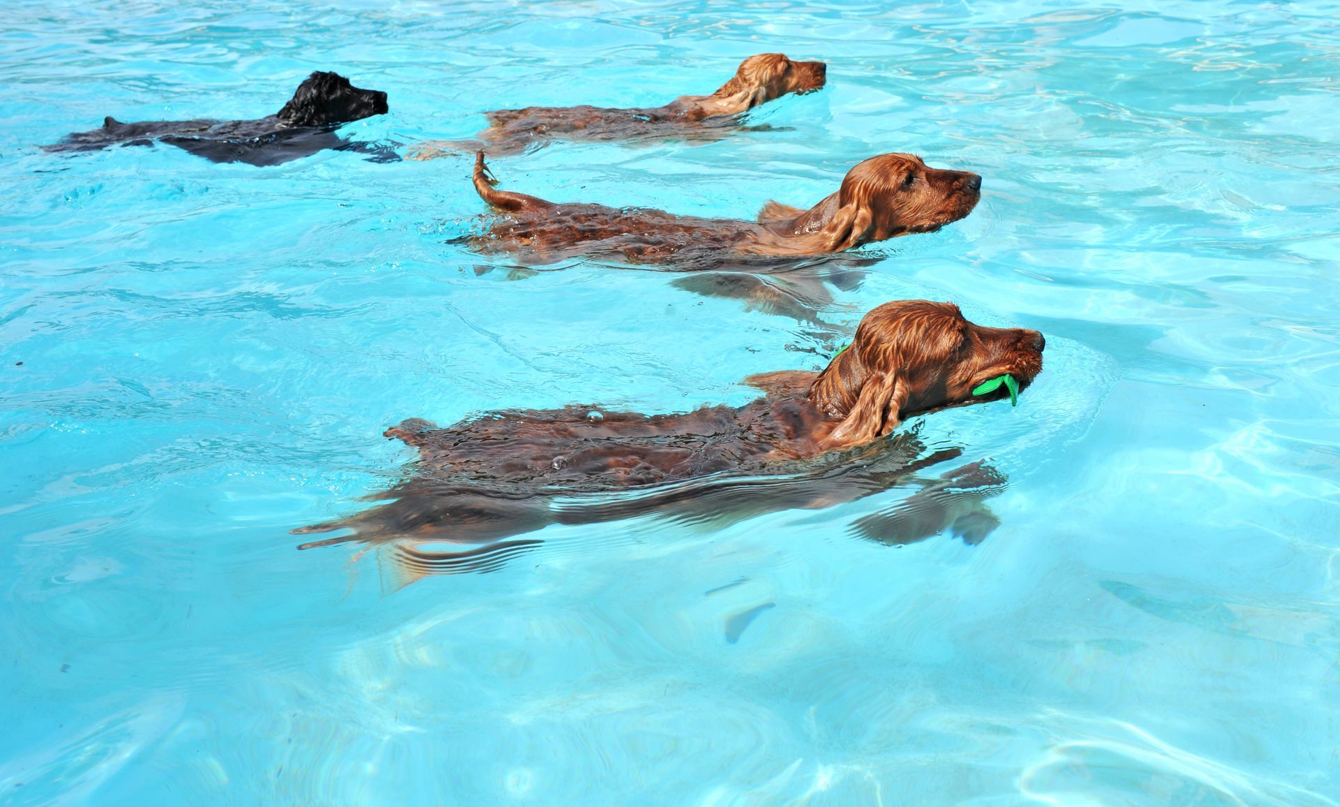 pet hydrotherapy