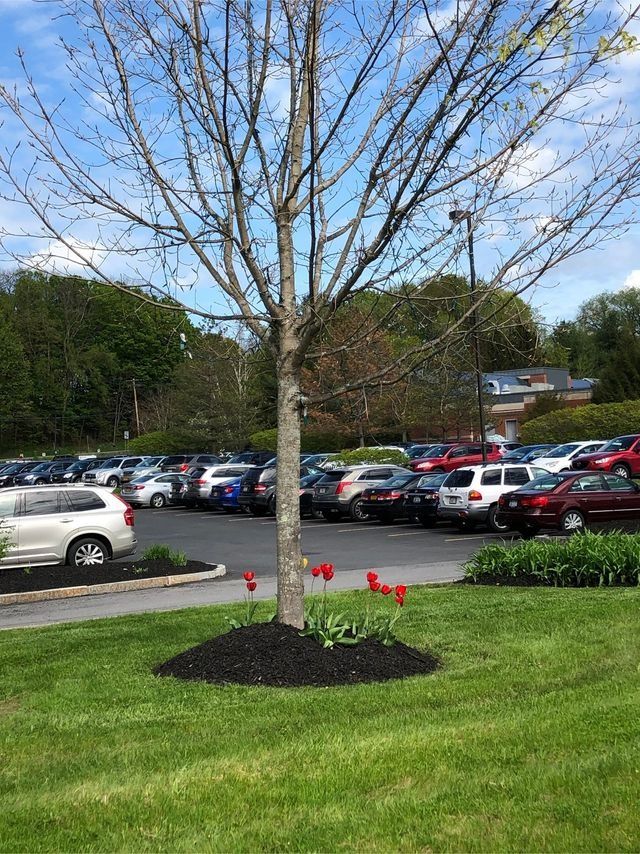 commercial landscaping