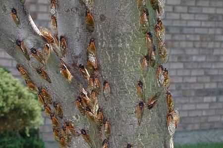 A bunch of cicadas are sitting on a tree trunk.
