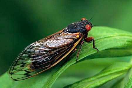 A close up of a cicada sitting on top of a green leaf.