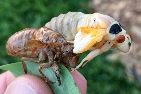 A close up of a person holding a cicada on a leaf.