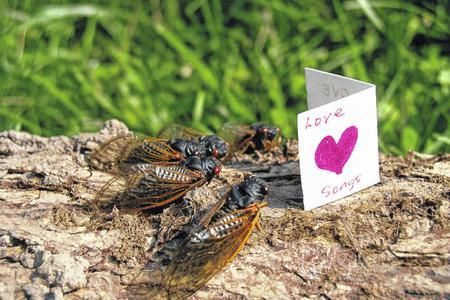A group of cicadas are sitting on a log next to a card that says `` love genius ''.