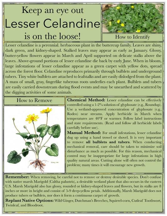 A poster that says keep an eye out lesser celandine is on the loose