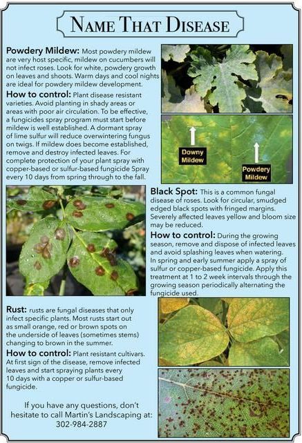 A poster that says name that disease on it