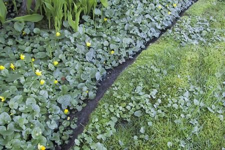 A row of plants growing next to each other in a garden.