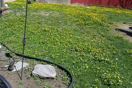 A bird feeder is sitting in the middle of a lush green field of dandelions.