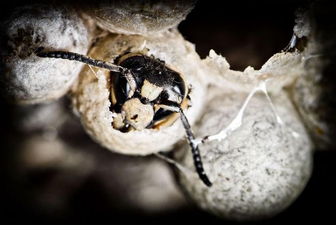 pest-guard-exterminator-co-of-bakersfield