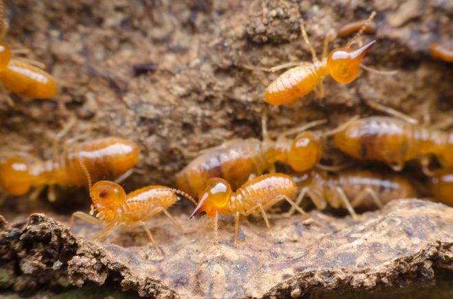 pest-guard-exterminator-co-of-bakersfield