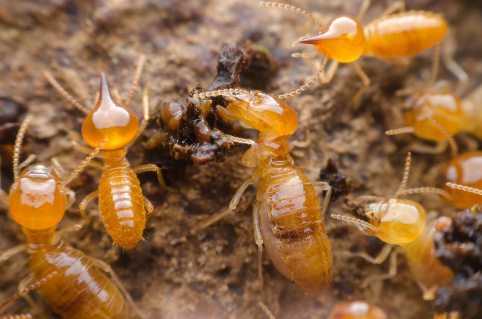 pest-guard-exterminator-co-of-bakersfield