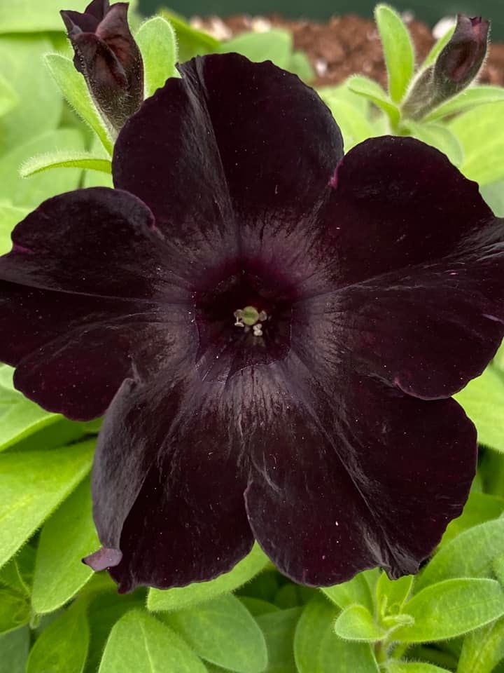 Dark purple petunia flower with green leaves.