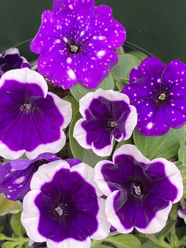 Purple petunia flowers with white edges and speckled petals, nestled among green leaves.