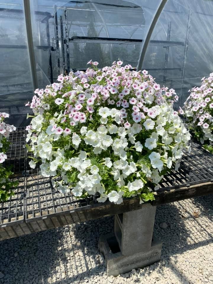 A pot of white and pale pink petunias on a metal shelf, greenhouse in background.