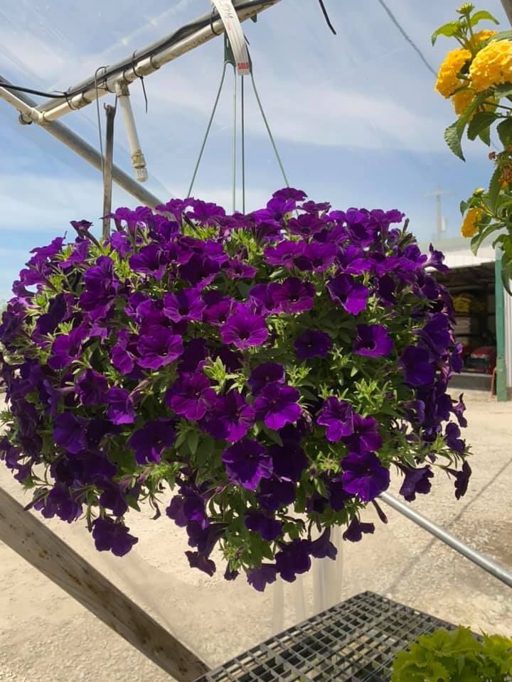 Purple petunia hanging basket, overflowing with dark purple flowers.