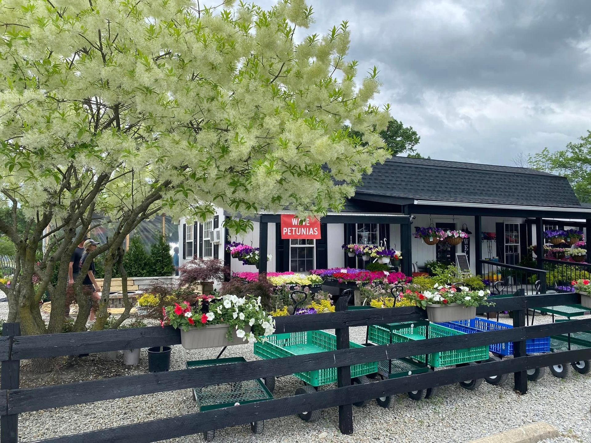 Flower shop with colorful flowers, carts, and a black and white building under a flowering tree.