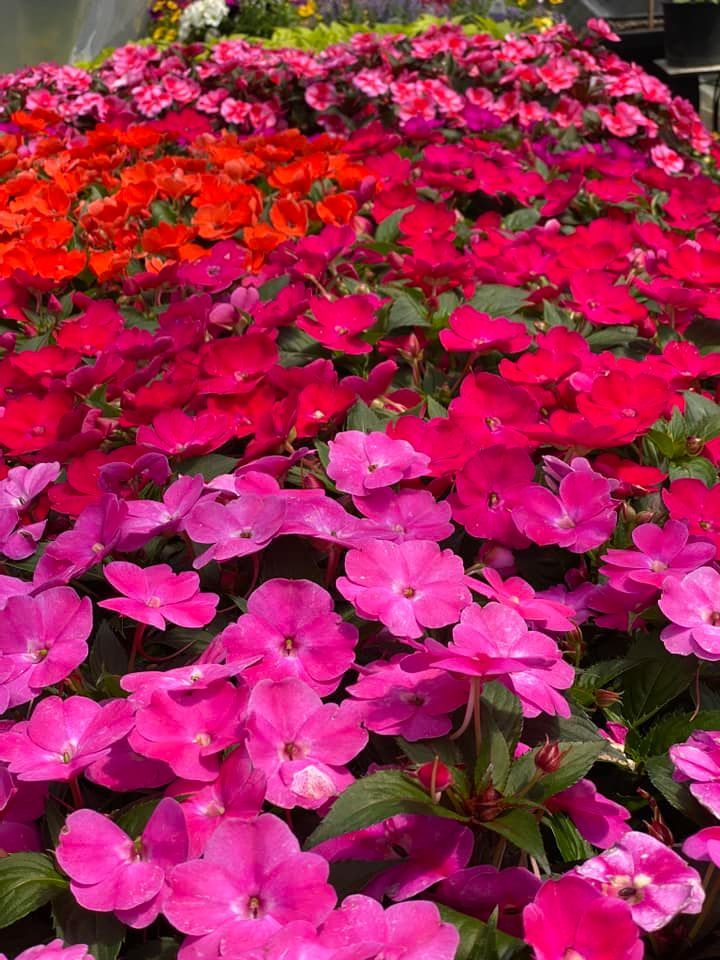 Rows of vibrant impatiens flowers in shades of pink, red, and orange in a greenhouse.