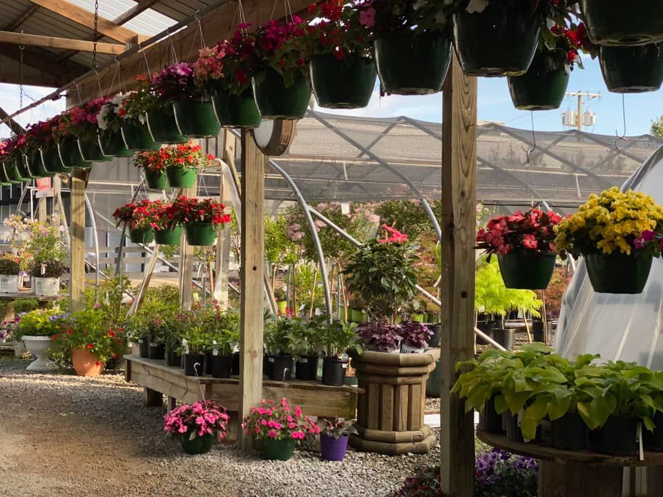 Greenhouse interior with hanging flower baskets and potted plants.