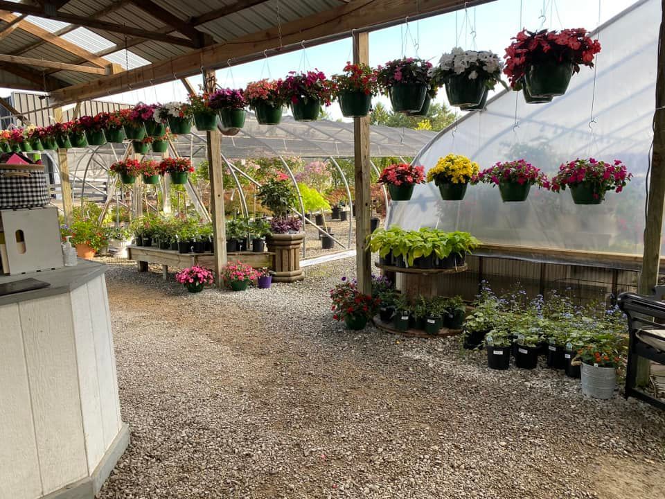 A greenhouse interior with hanging flower baskets and potted plants.