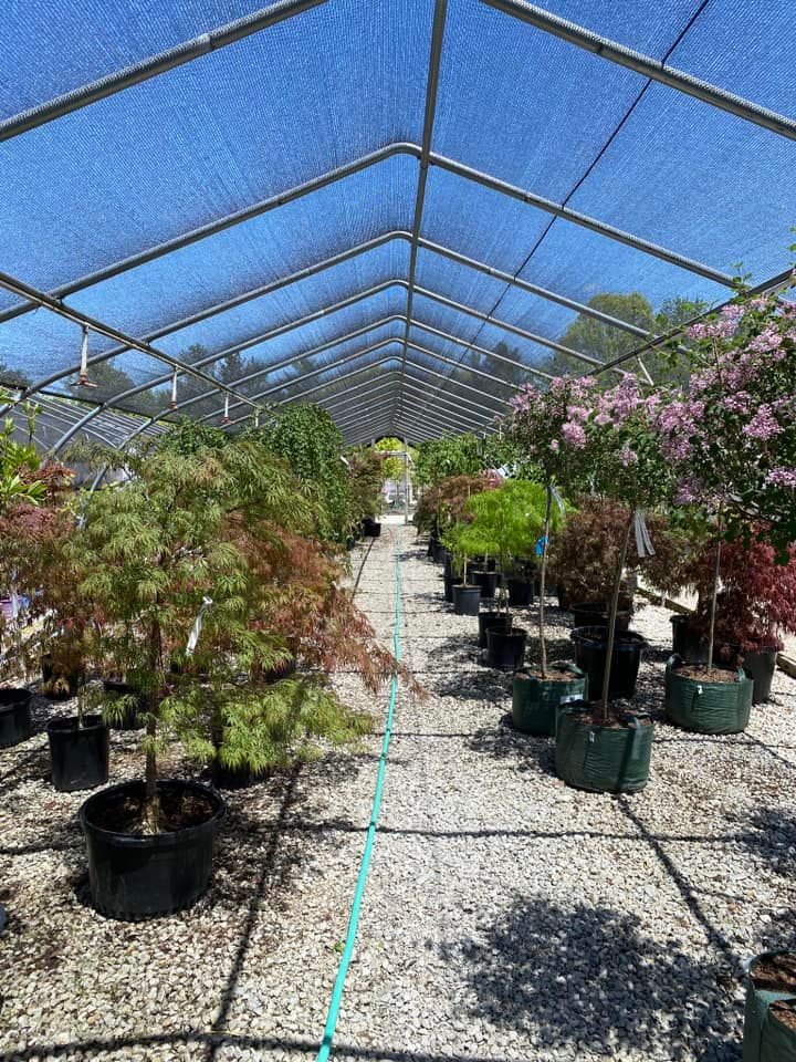 Rows of potted plants under a blue shade structure at a nursery. Gravel ground and a bright sky.