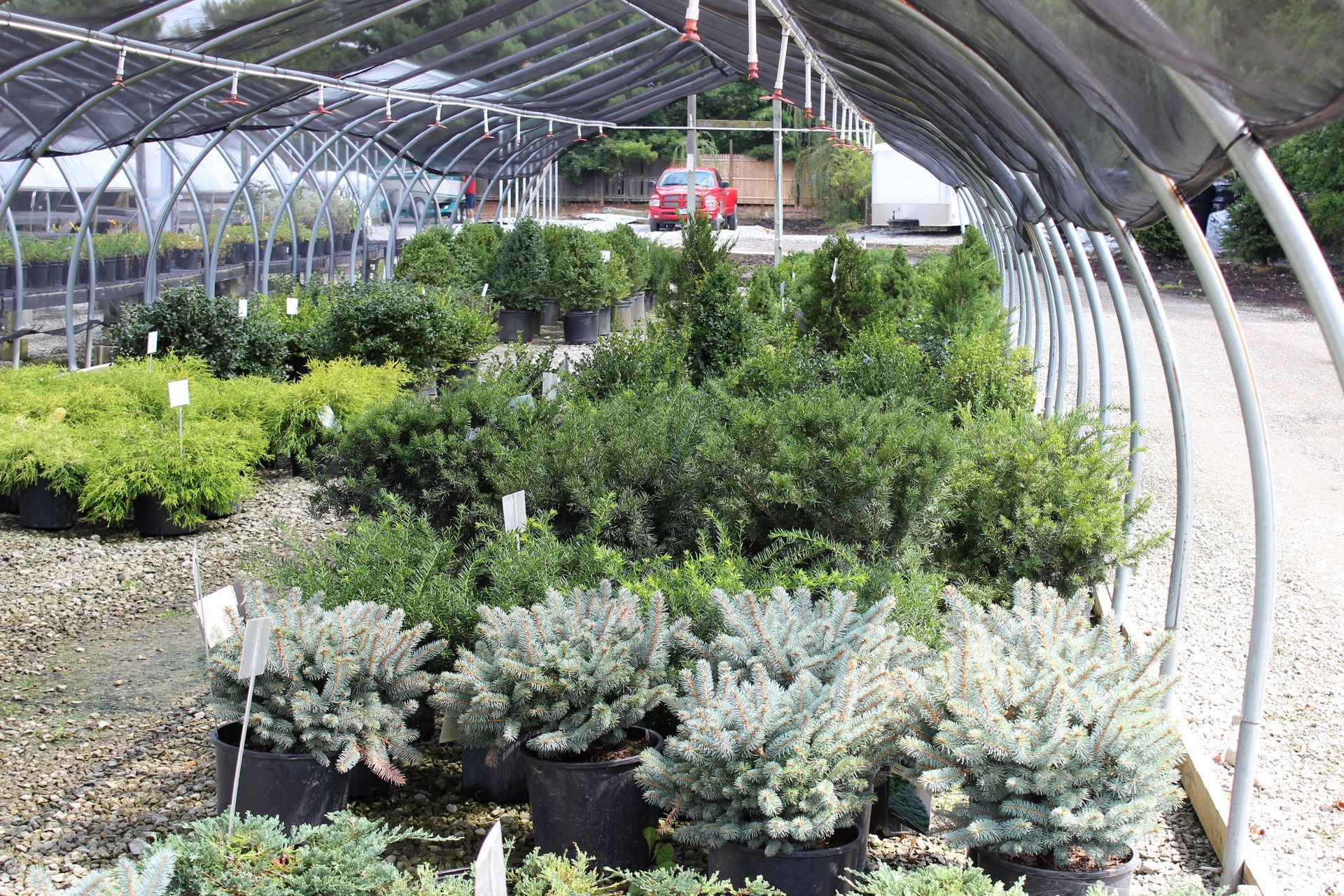 Rows of potted green plants at a nursery, under a shaded greenhouse structure.