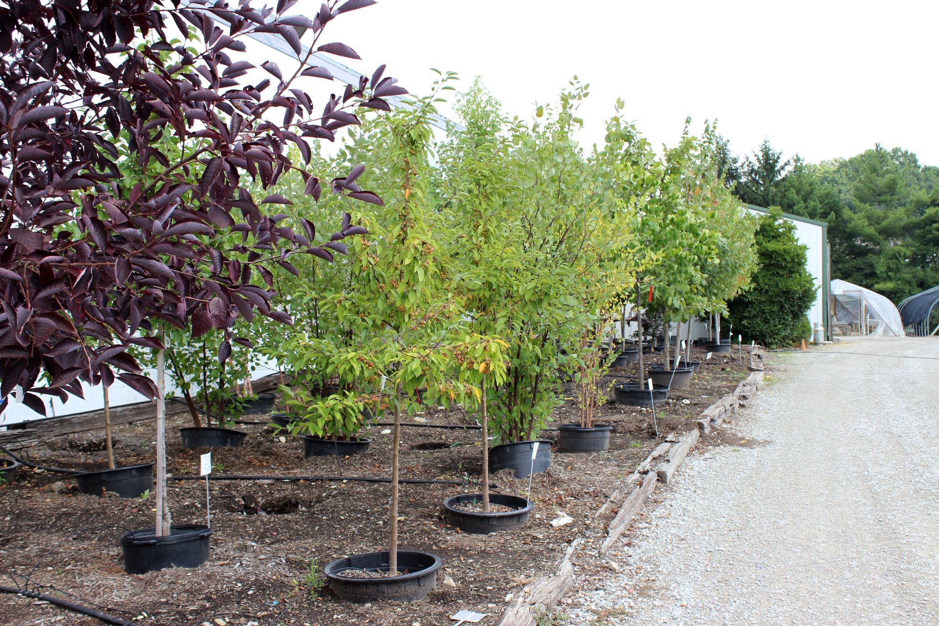 Row of potted trees, varying green and purple foliage, lined up in a nursery setting with gravel path.