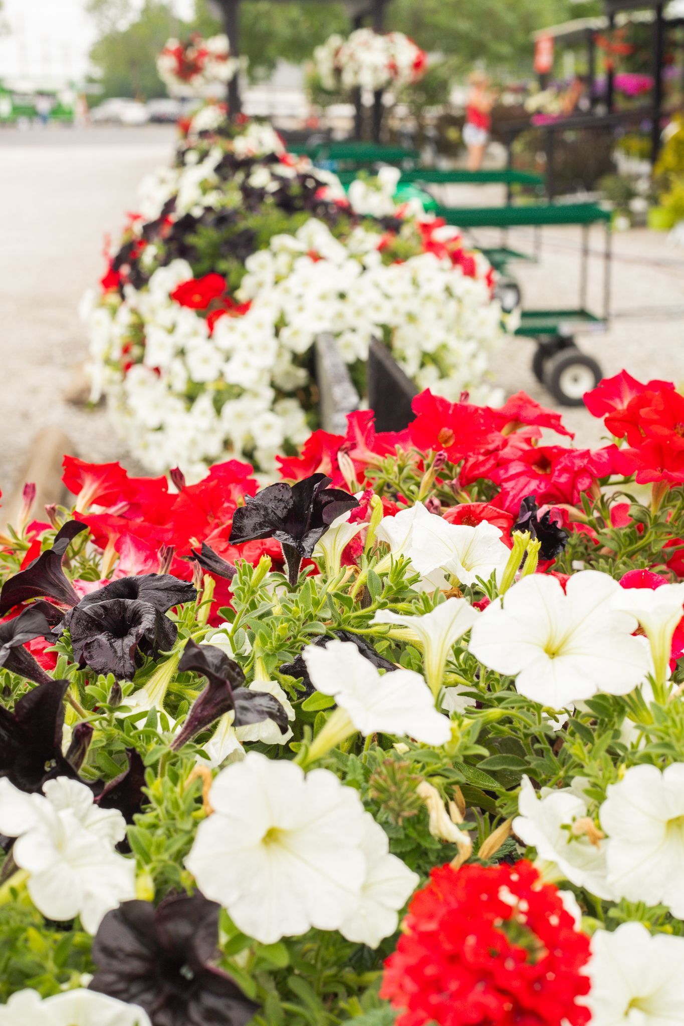 Close-up of vibrant red, white, and black petunias in a flower bed, with a blurred row of similar flowers in the background.