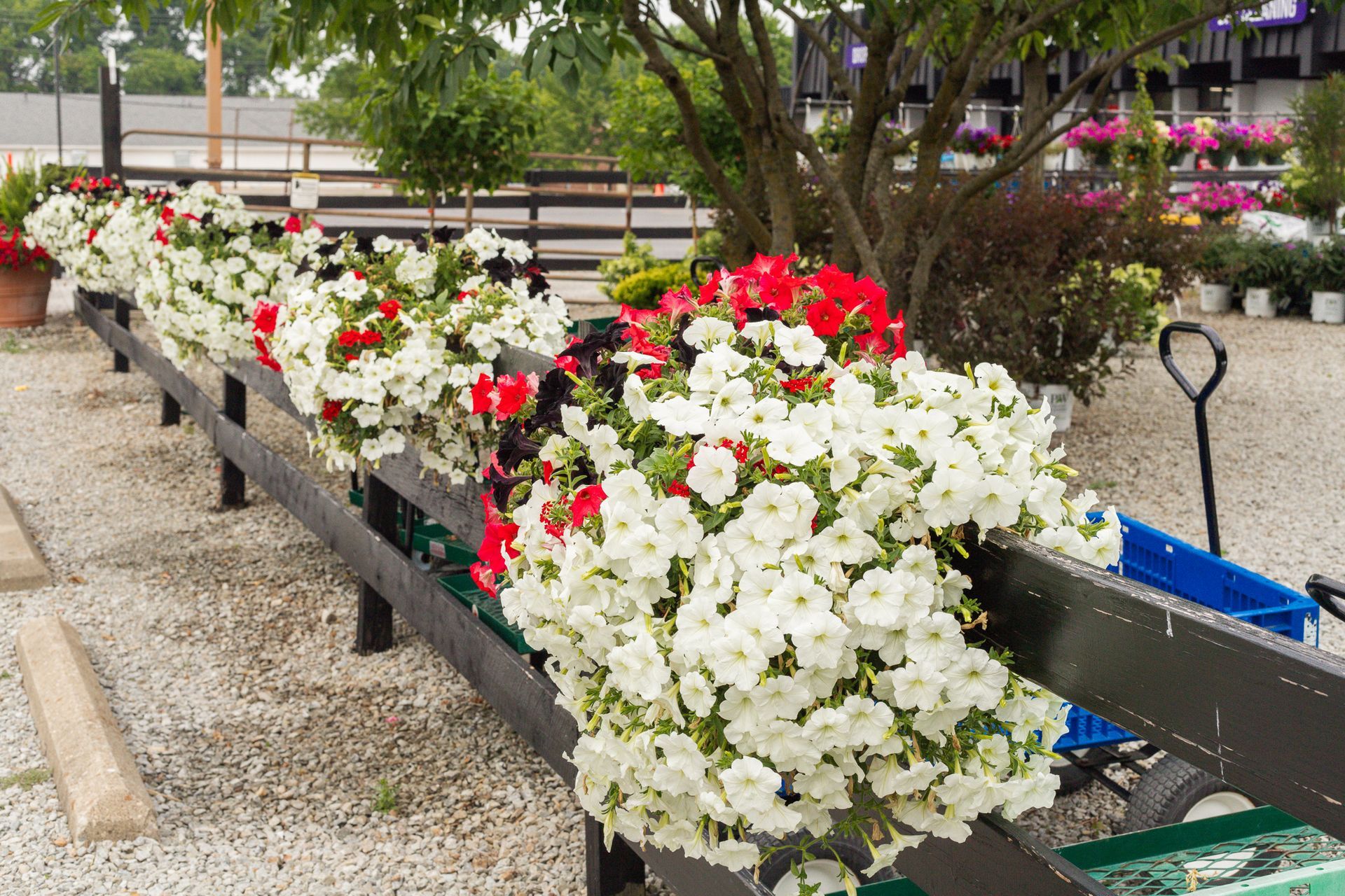 Black planter boxes overflowing with red, white, and black petunias line a fence in a garden center.