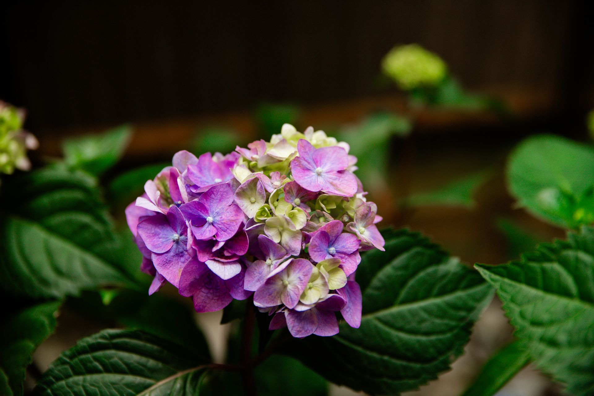 Purple and white hydrangea blooms surrounded by green leaves.