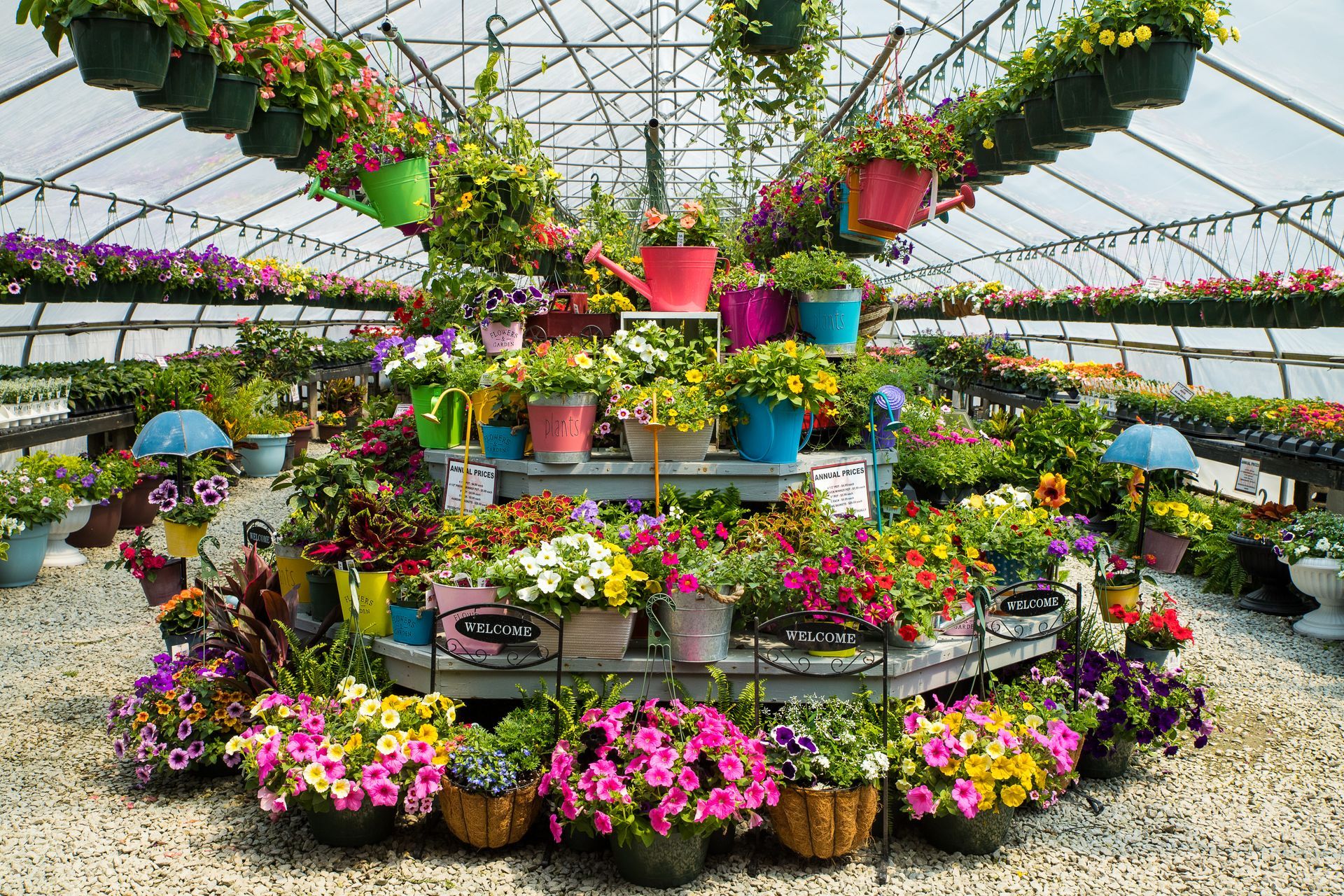 Greenhouse filled with colorful potted flowers for sale, vibrant blooms.