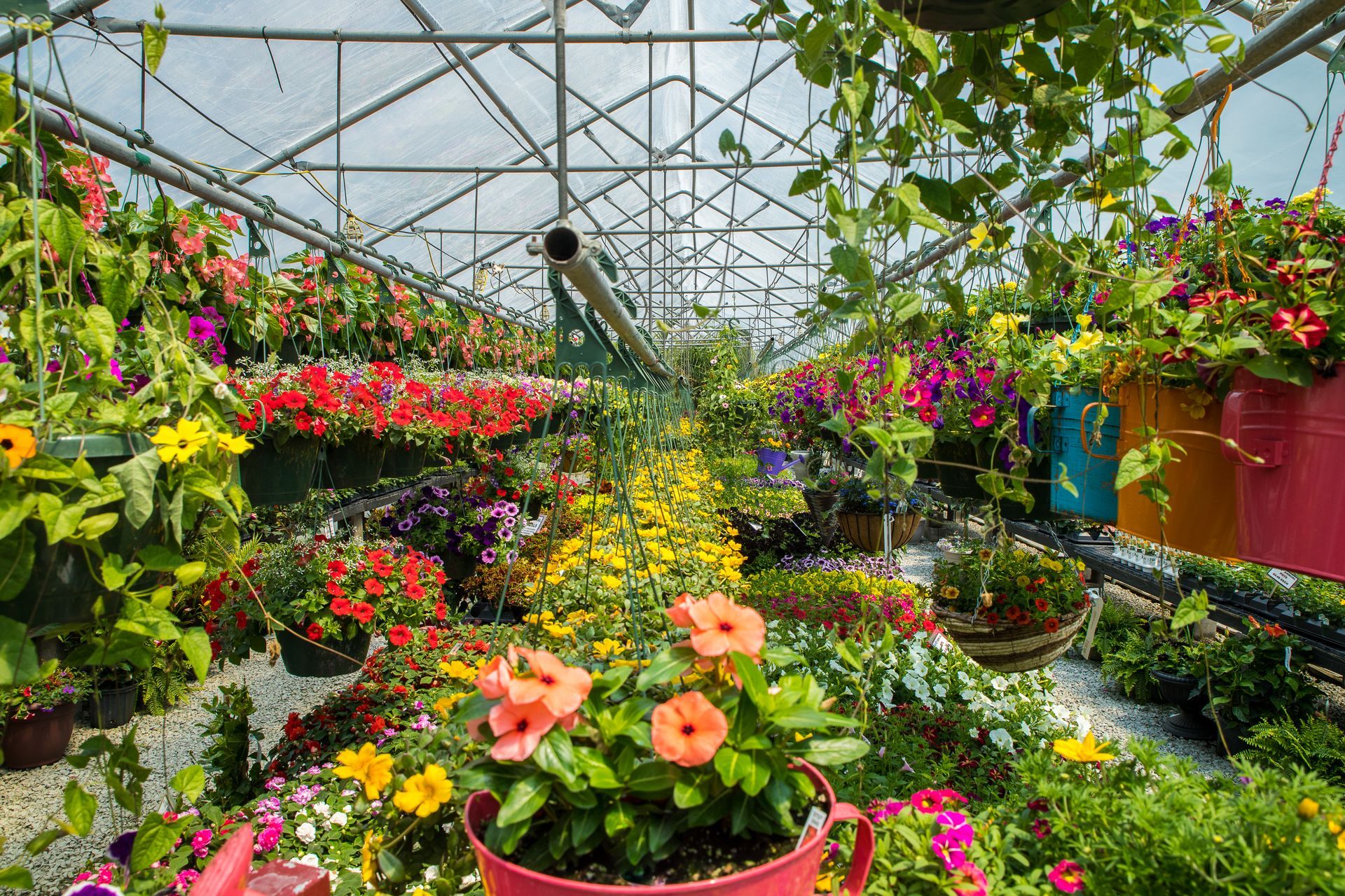 Greenhouse filled with colorful flowers in pots and hanging baskets.