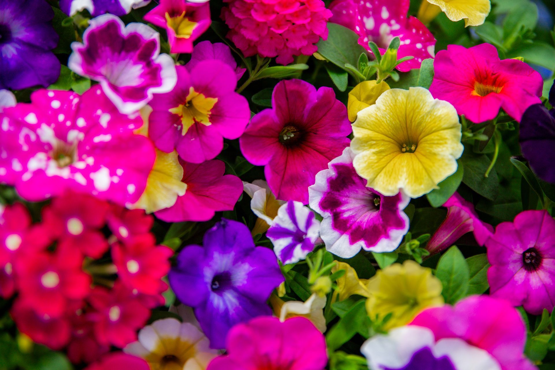 Close-up of vibrant petunia flowers in shades of pink, purple, yellow, and white.