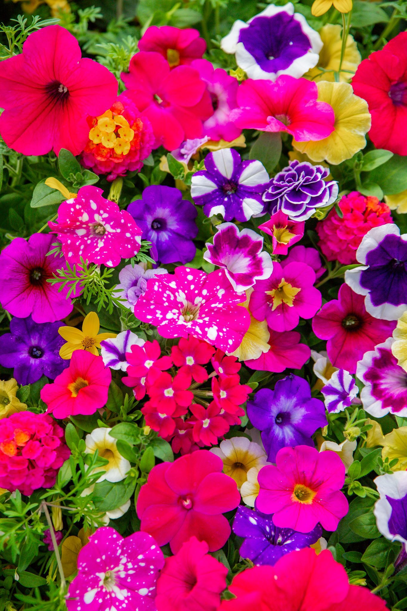 Vibrant close-up of colorful petunia and verbena flowers in shades of pink, purple, and yellow.
