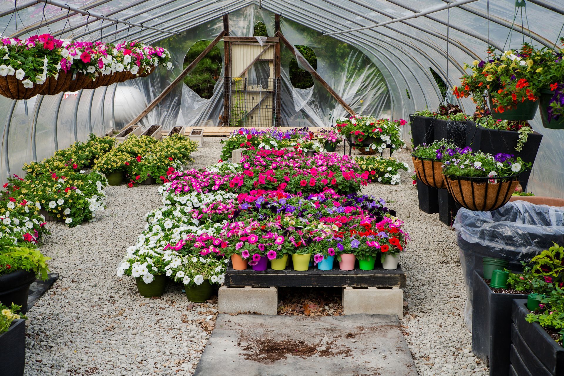 Greenhouse filled with colorful potted flowers, including hanging baskets, on a gravel floor.