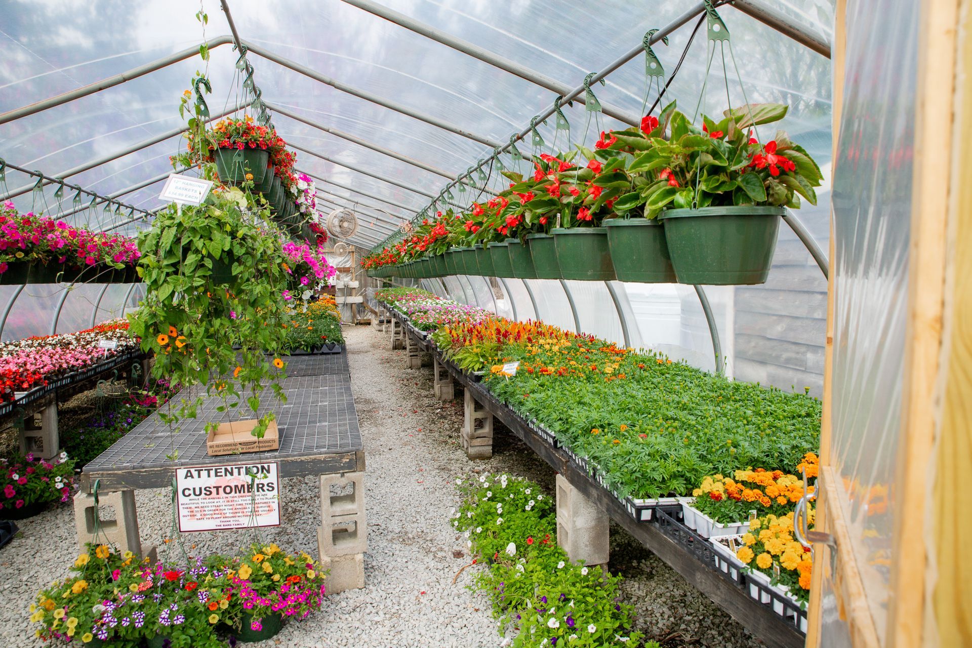 Inside a greenhouse, rows of colorful flowers on tables and hanging baskets.