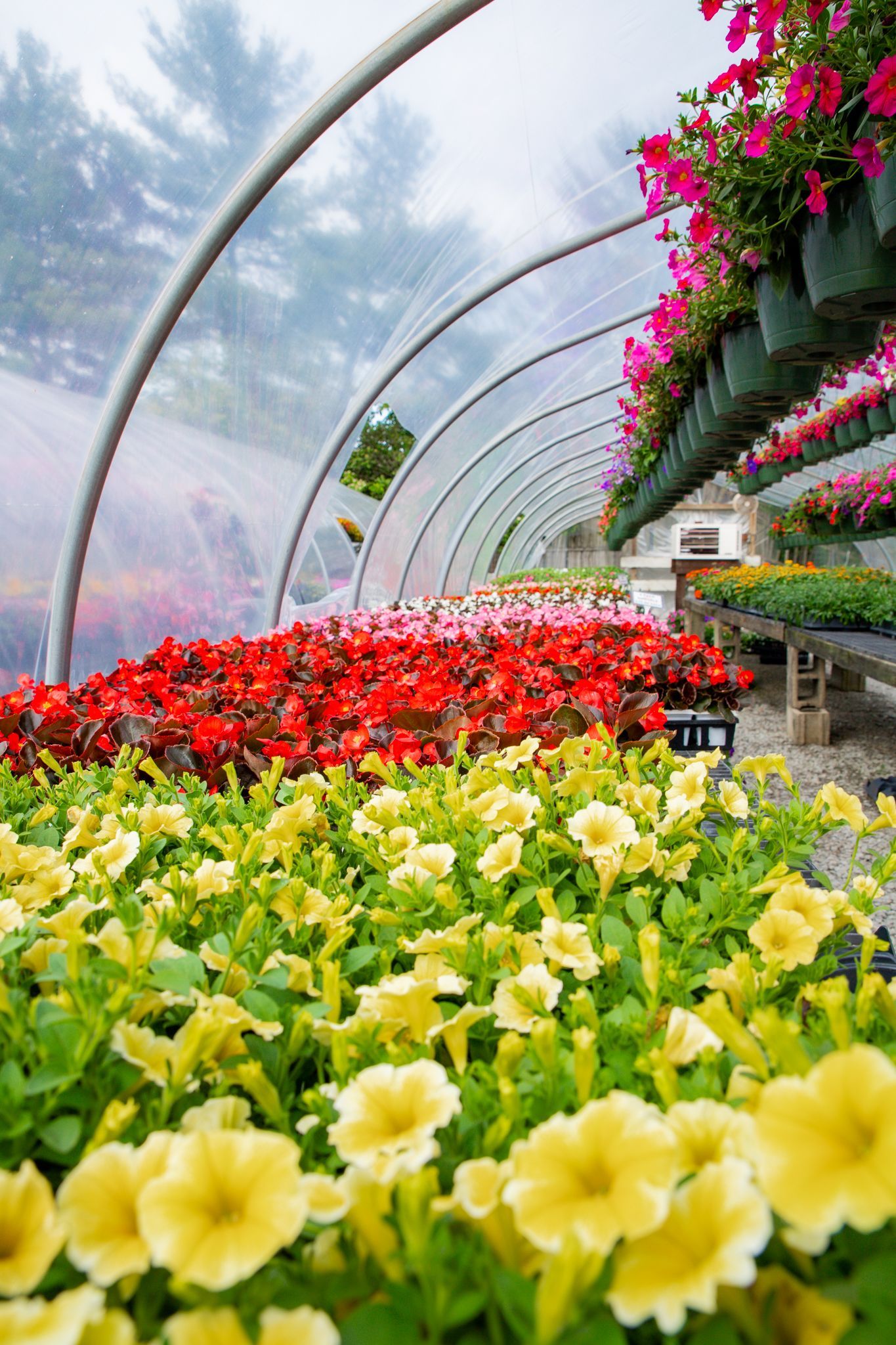 Rows of vibrant flowers in a greenhouse, under a transparent arch. Yellow, red, and pink blooms are visible.