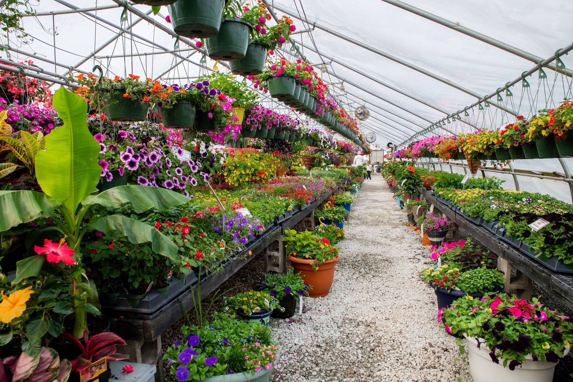 Greenhouse interior filled with colorful flowers in pots, hanging baskets, and on shelves.