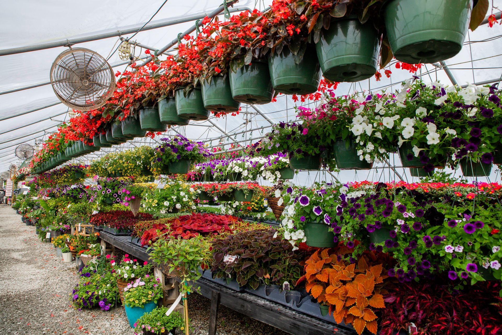 Greenhouse filled with colorful hanging flower baskets and potted plants.