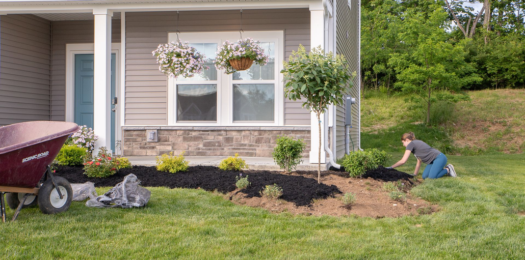 A person gardening in front of a house, mulching a flower bed, wheelbarrow nearby.