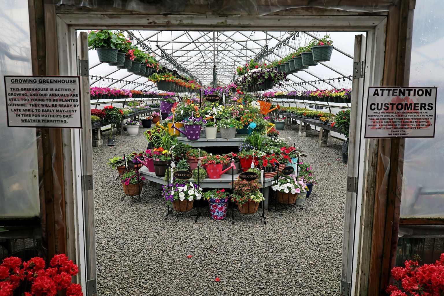 Flower greenhouse with rows of colorful potted plants and hanging baskets under a glass roof