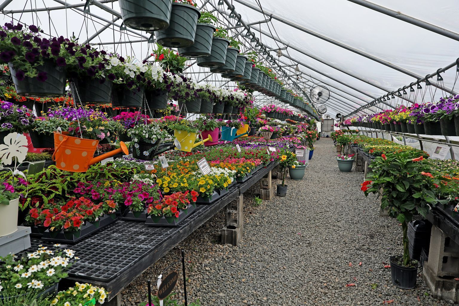 Flower-filled greenhouse aisle with hanging baskets and colorful potted plants on shelves