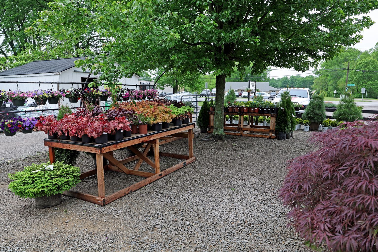 Outdoor plant nursery with colorful flowers and shrubs on gravel under leafy trees